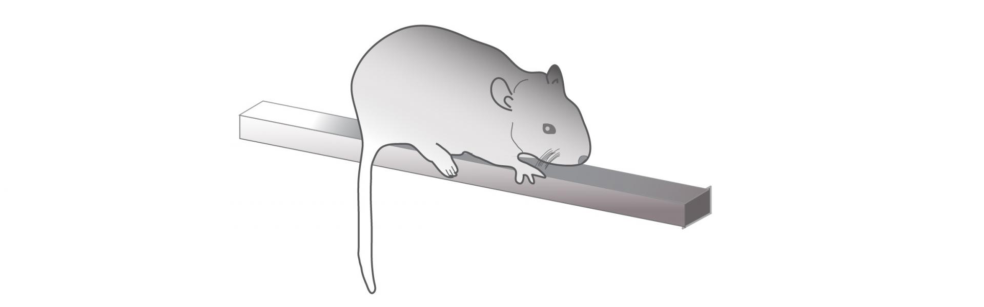 Mouse on a balance beam