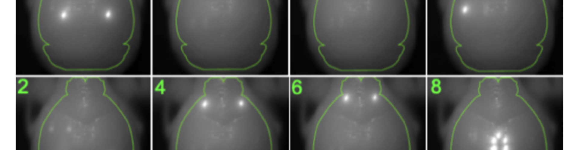 Images showing Zapit targeted stimulation light to 8 different ’stimulus’ patterns consisting of different bilateral and unilateral target points