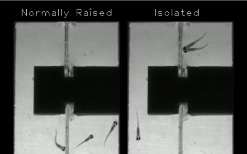 zebrafish raised in isolation vs those raised normally