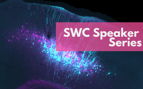 Image of two populations of neurons in the motor cortex that relay information to the striatum with text overlaid "SWC Speaker Series"
