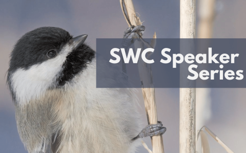 Black-capped chickadee in the wild with text "SWC Speaker Series"