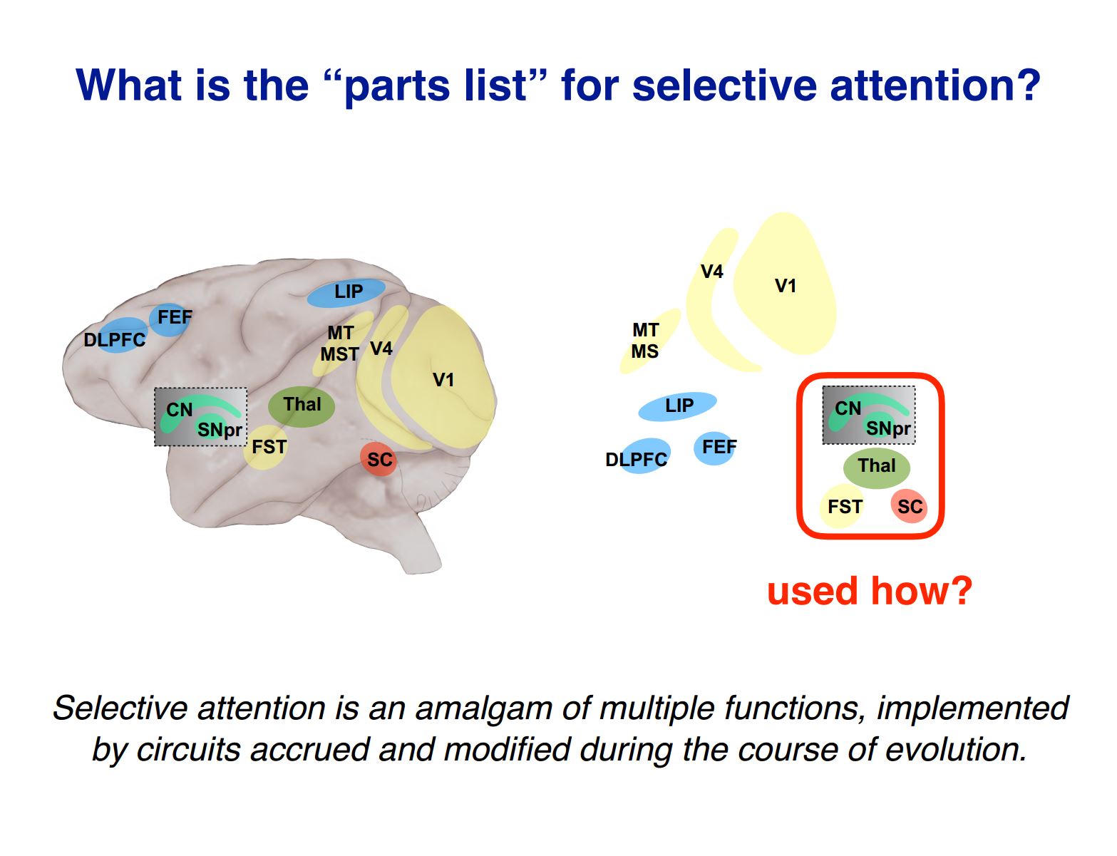 Selective Attention What Is The Parts List Sainsbury Wellcome Centre