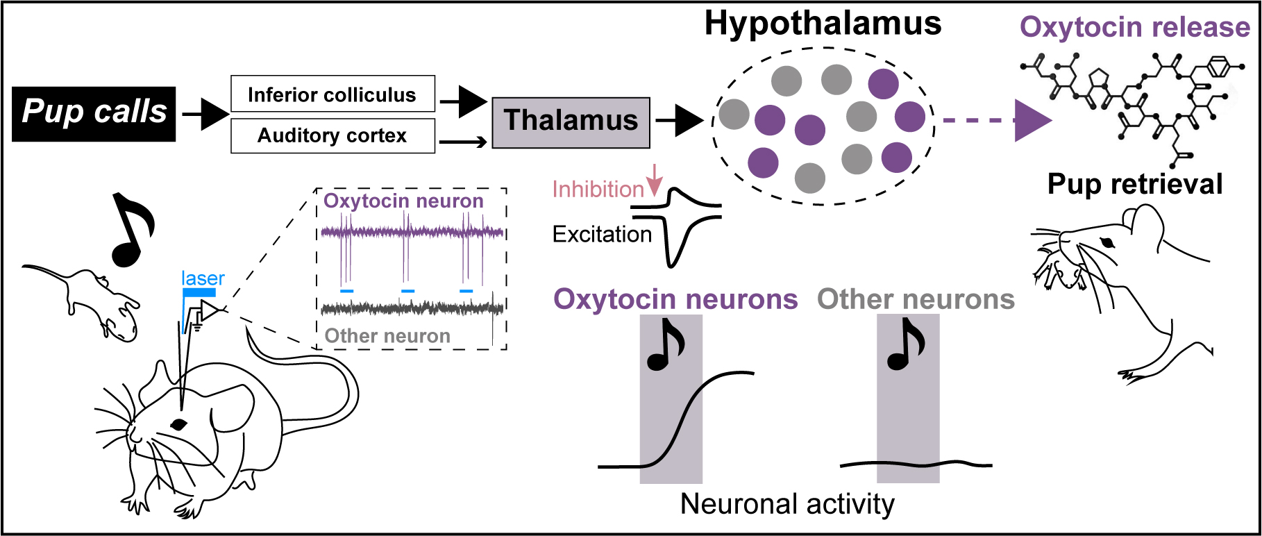 Emerging Neuroscientists Seminar Series: Plasticity In Hypothalamic ...