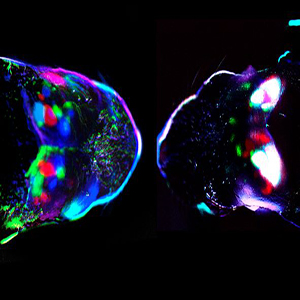 Emerging Neuroscientists Seminar Series: Input-dependent segregation of ...