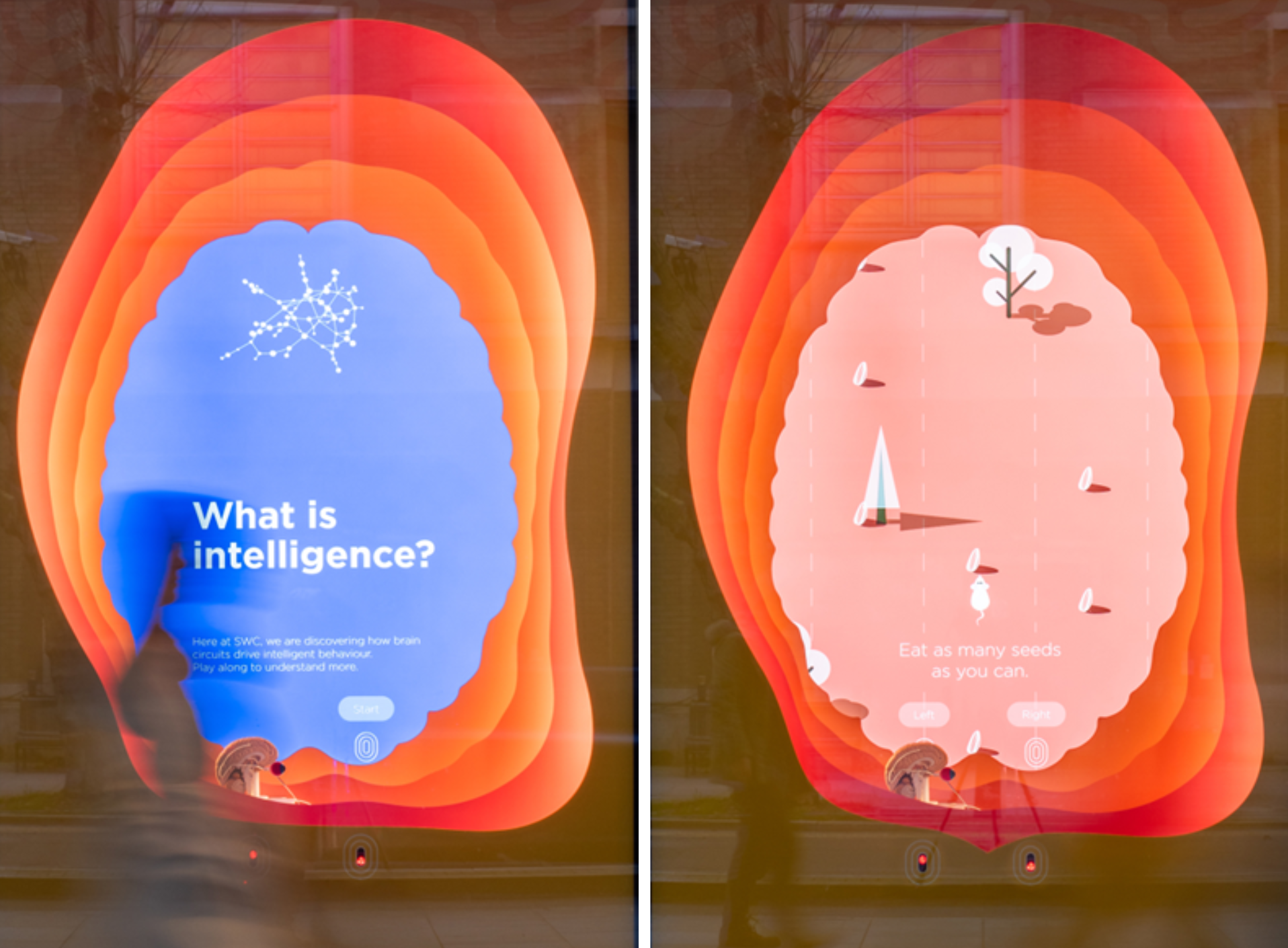 Two photos of the 'What is intelligence?' window display. The left photo features the opening question and the right photo shows the game with a mouse eating seeds