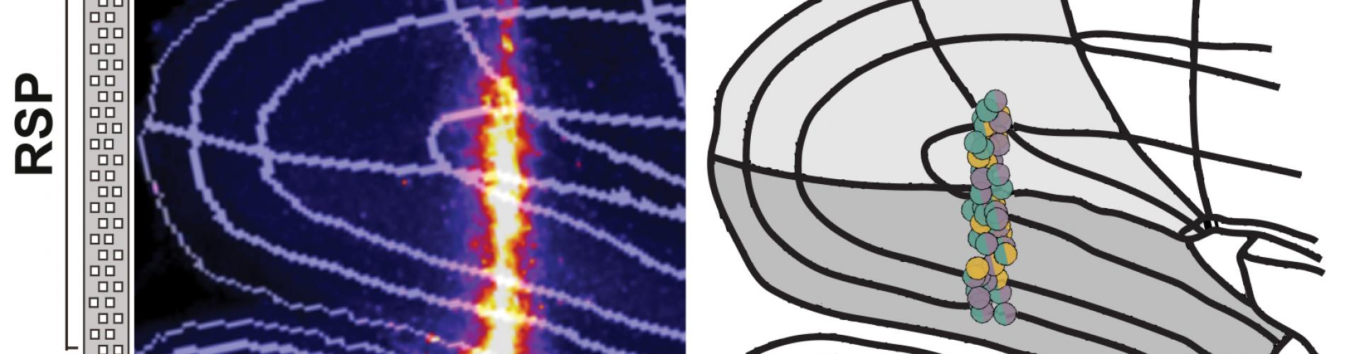 Angular head velocity recordings