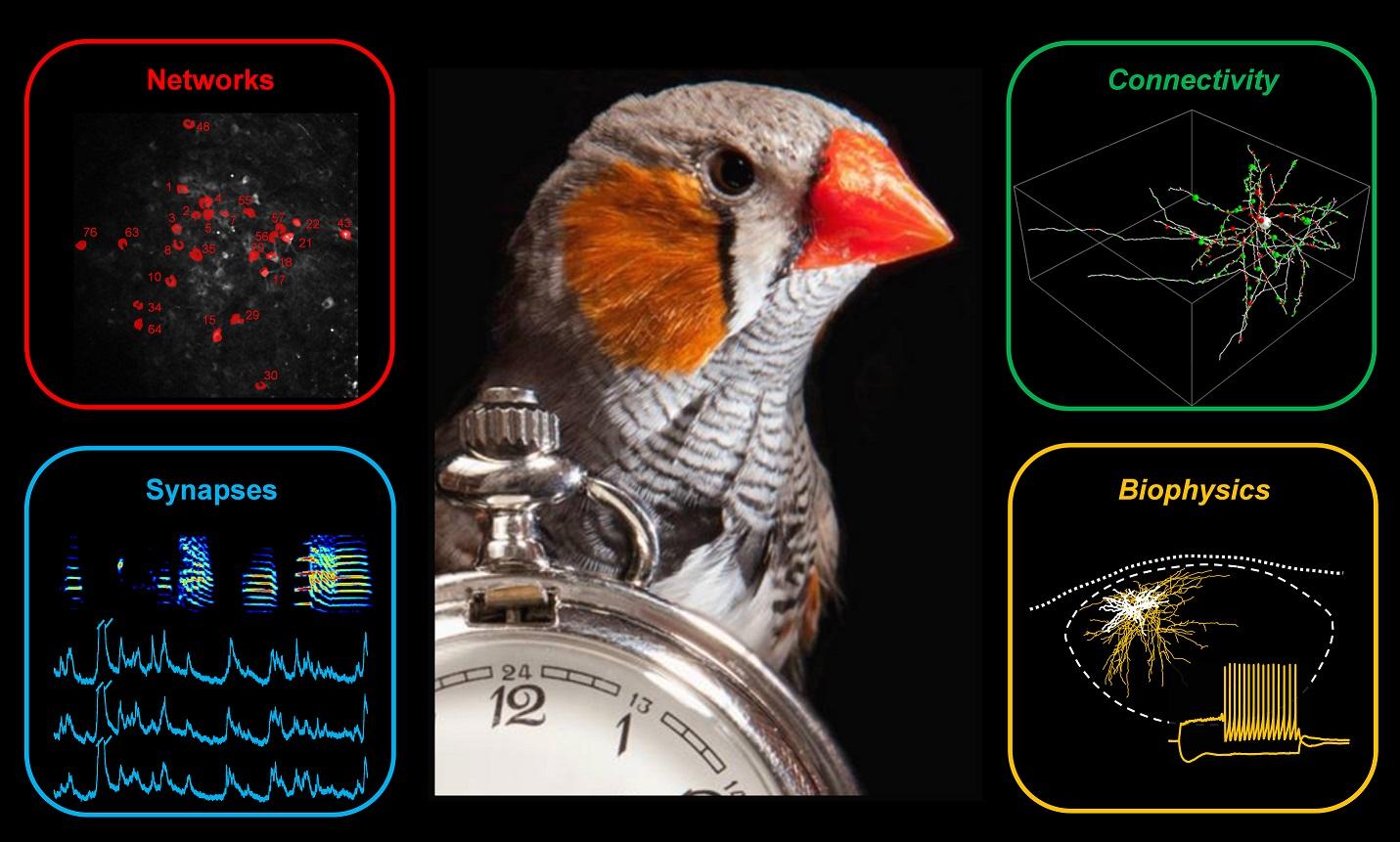 Zebra finch