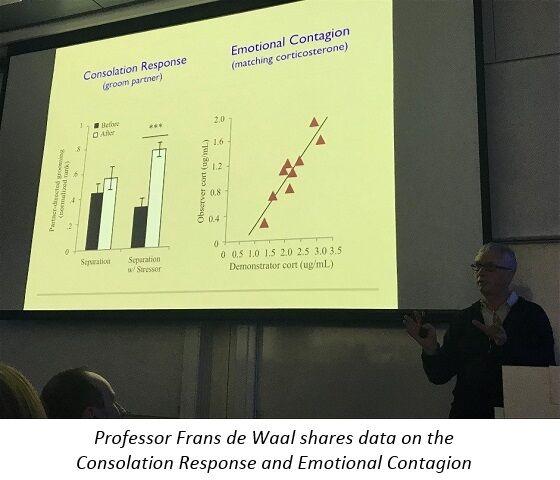 Consolation response / Emotional contagion - Frans de Waal Consolation response / Emotional contagion - Frans de Waal