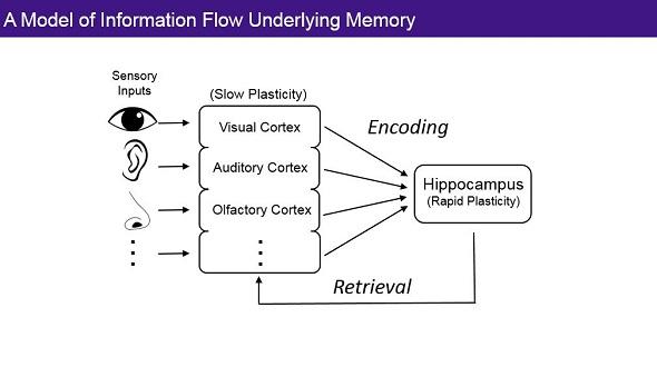 A Model of Information Flow Underlying Memory - Loren Frank A Model of Information Flow Underlying Memory - Loren Frank
