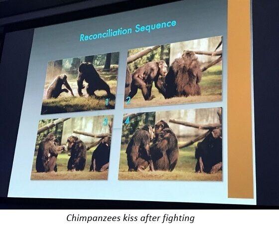 Reconciliation Sequence in Chimpanzees - Frans de Waal Reconciliation Sequence in Chimpanzees - Frans de Waal