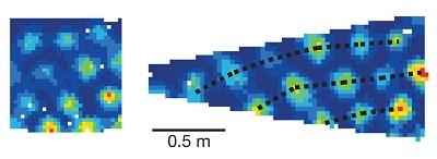 Grid cells in strong and weak patterns Grid cells in strong and weak patterns