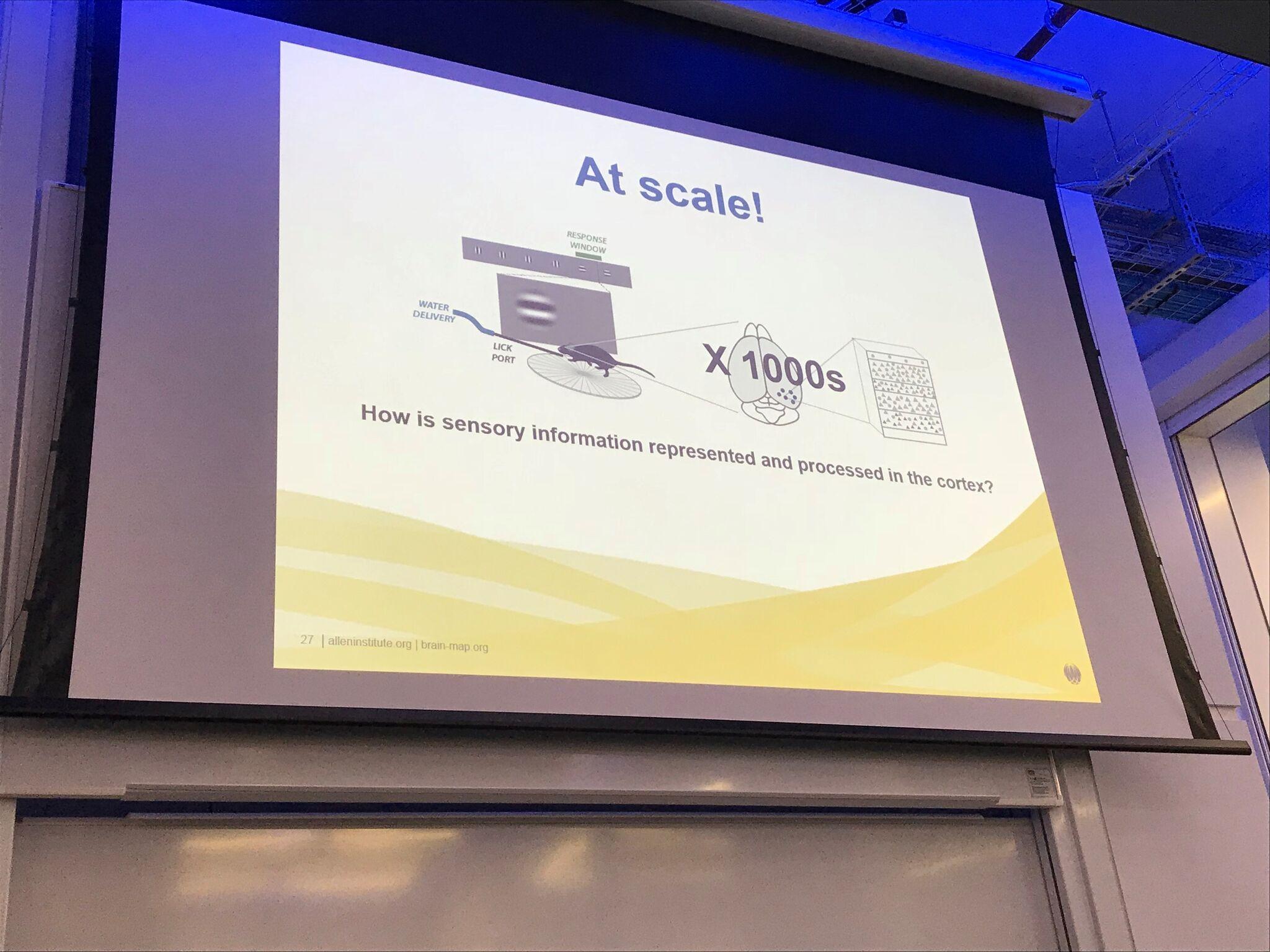 How is sensory information represented and processed in the cortex? from Jérôme Lecoq seminar How is sensory information represented and processed in the cortex? from Jérôme Lecoq seminar