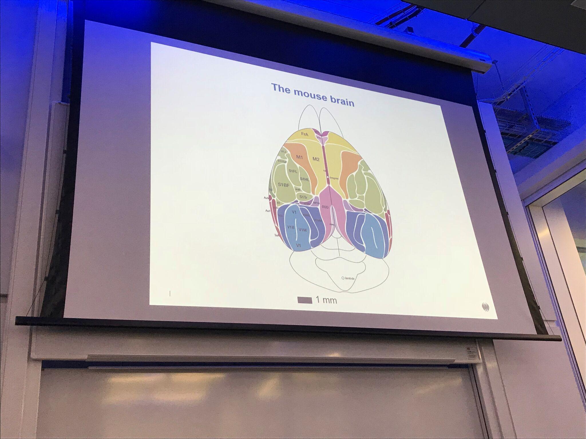 Slide showing diagram of a mouse brain from Jérôme Lecoq's seminar Slide showing diagram of a mouse brain from Jérôme Lecoq's seminar
