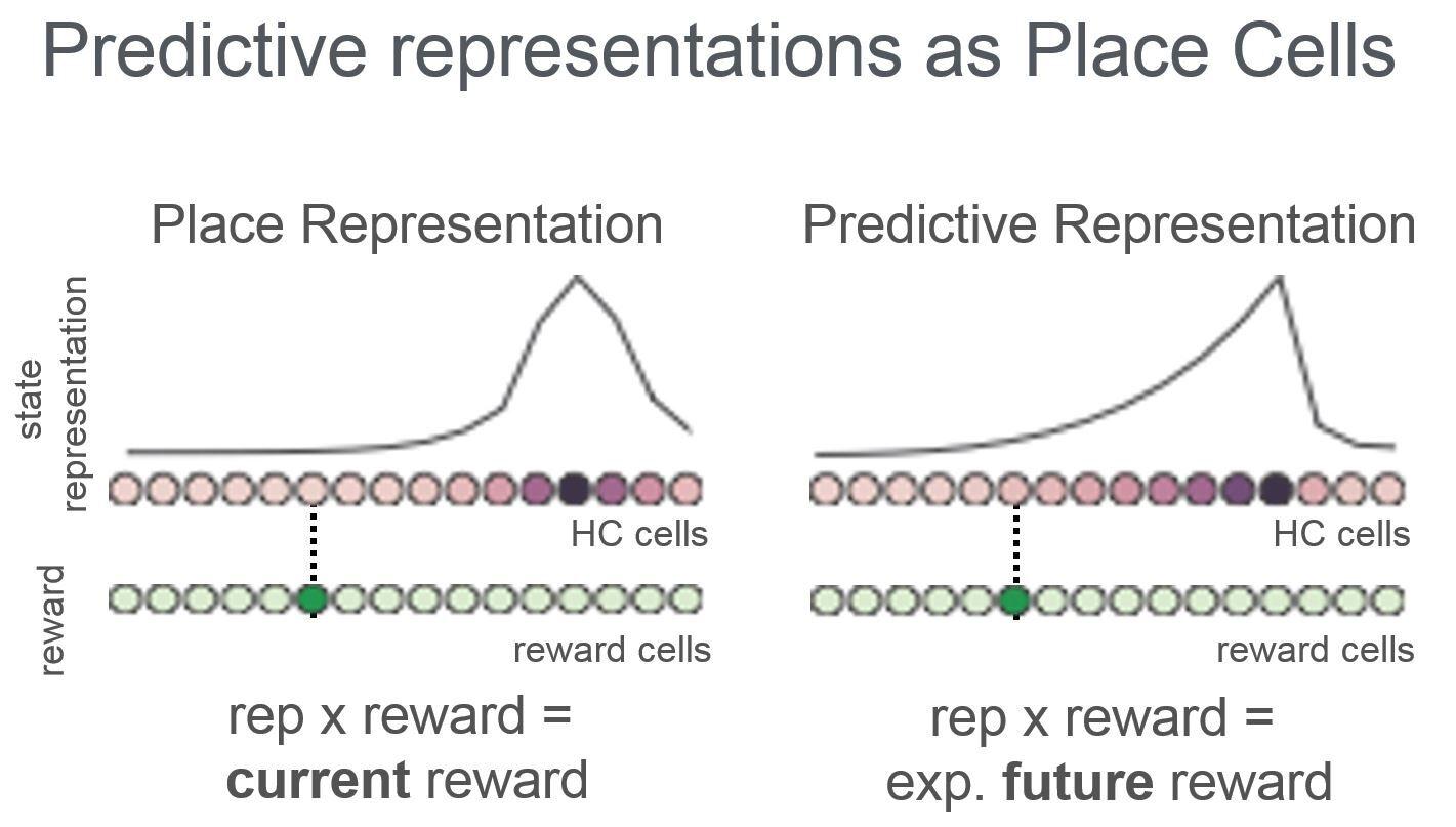 Predictive representations - Kim Stachenfeld Place representation for current reward & predictive representation for expected future rewards
