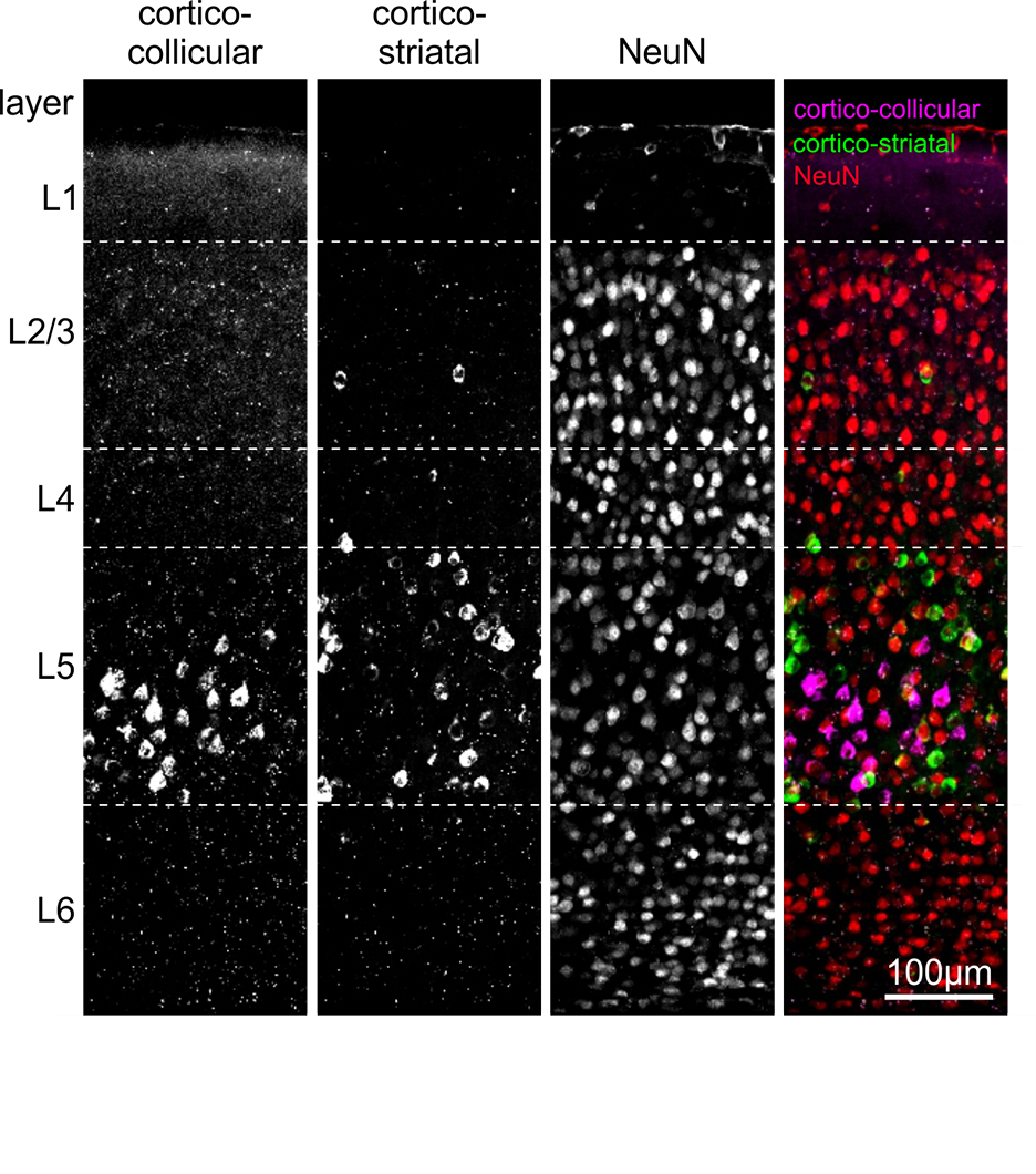 Distinct classes of cortico-fugal neurons form separate communication channels between visual cortex and the Superior Colliculus and the Striatum.