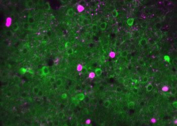 Neurons in the mouse visual cortex with VIP neurons in magenta.