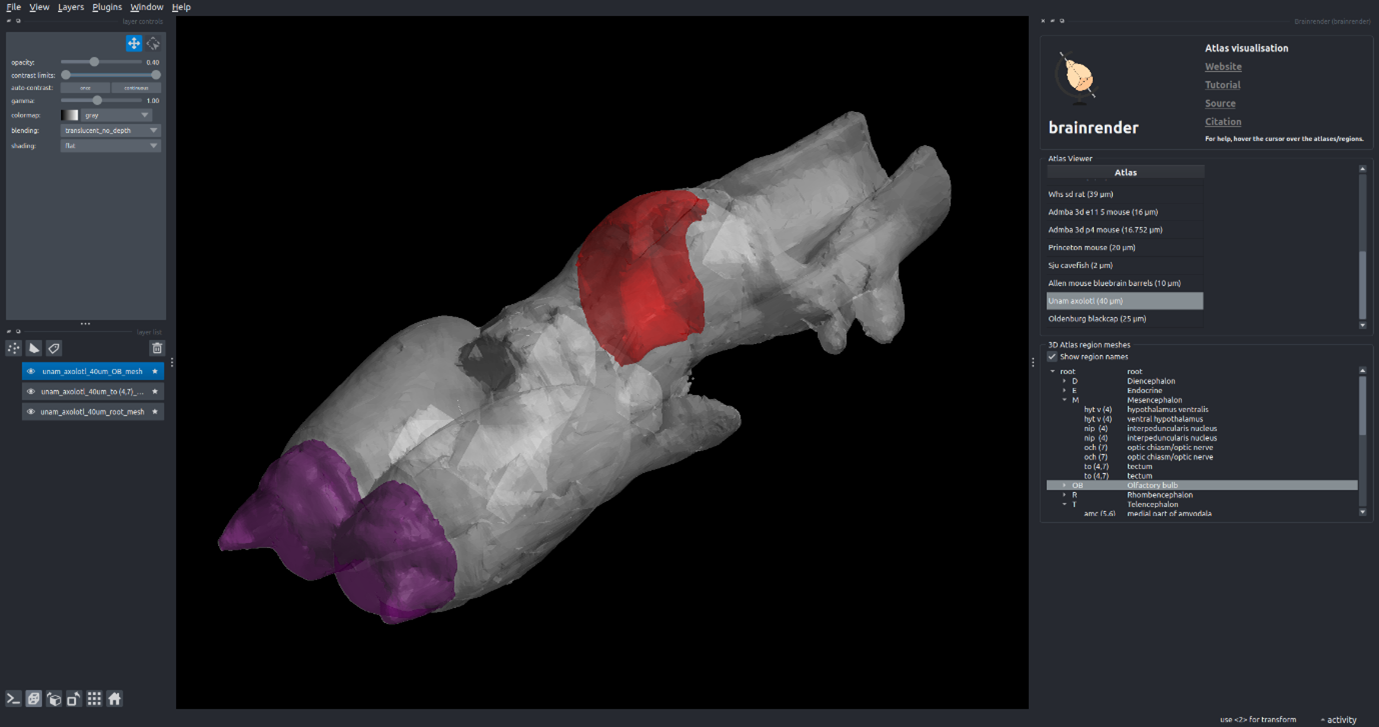 The axolotl brain atlas